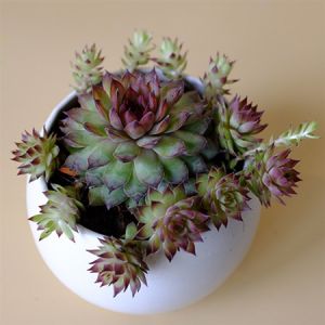 CÂY SEN ĐÁ PHẬT BÀ